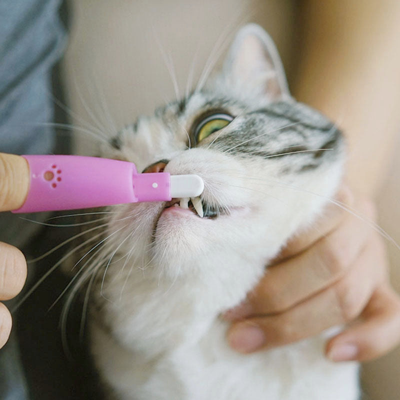 Cepillo de dientes para gatos